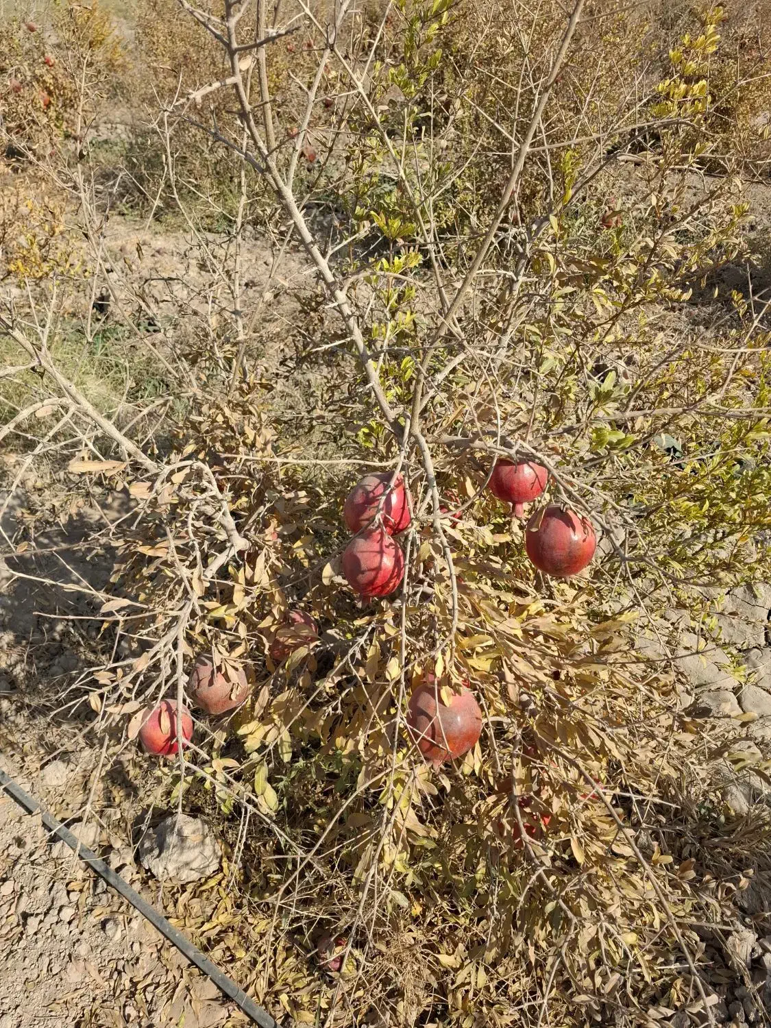 انار آبگیری و رب انار|خوردنی و آشامیدنی|جوادآباد, |دیوار