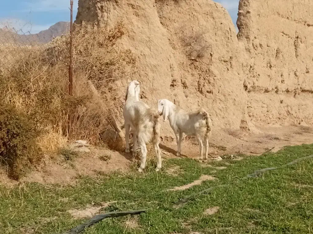 فروش سالار بز گلابی|حیوانات مزرعه|یزد, |دیوار