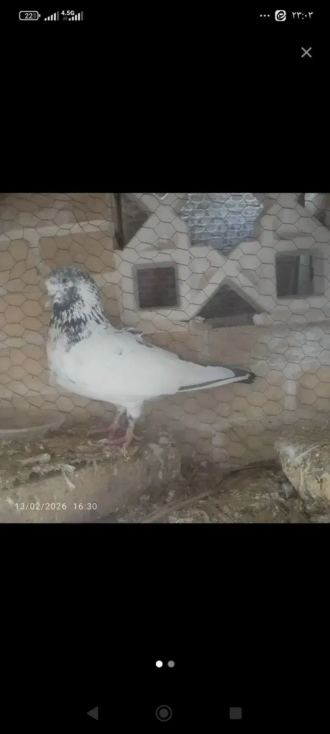 کبوتر|پرنده|اردکان, |دیوار