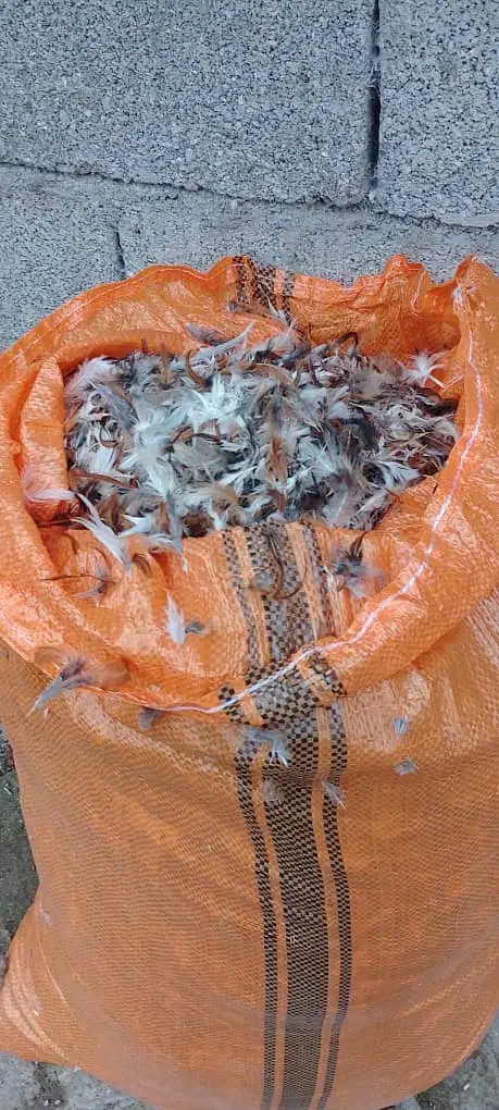 پر مرغ|حیوانات مزرعه|حویق, |دیوار