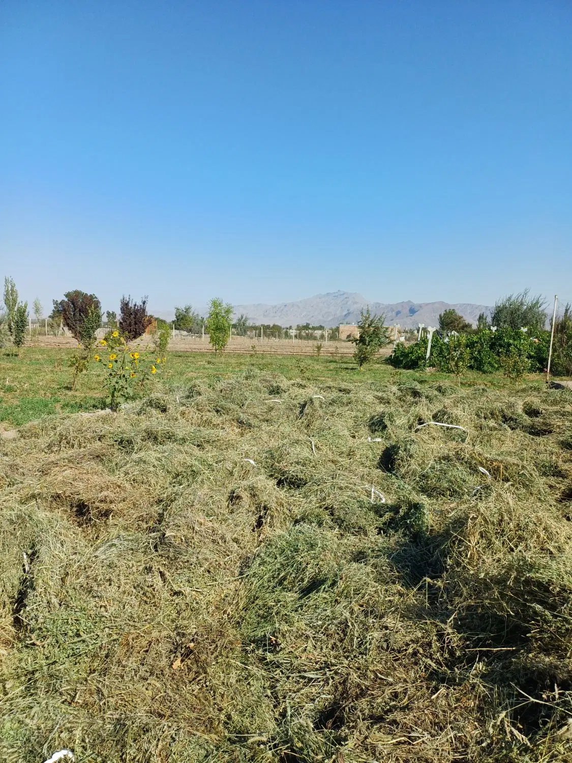 یونجه|خدمات باغبانی و درختکاری|مرند, |دیوار