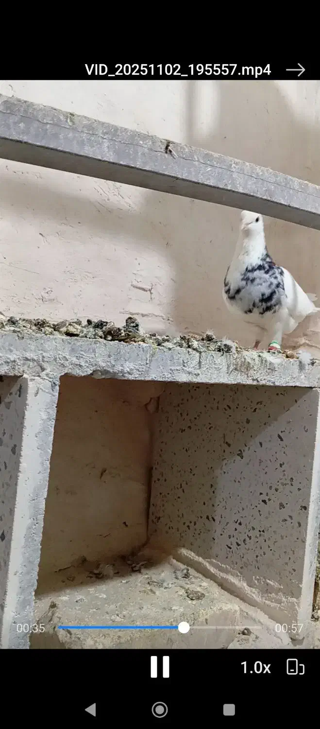 کبوتر|پرنده|یزدان شهر, |دیوار