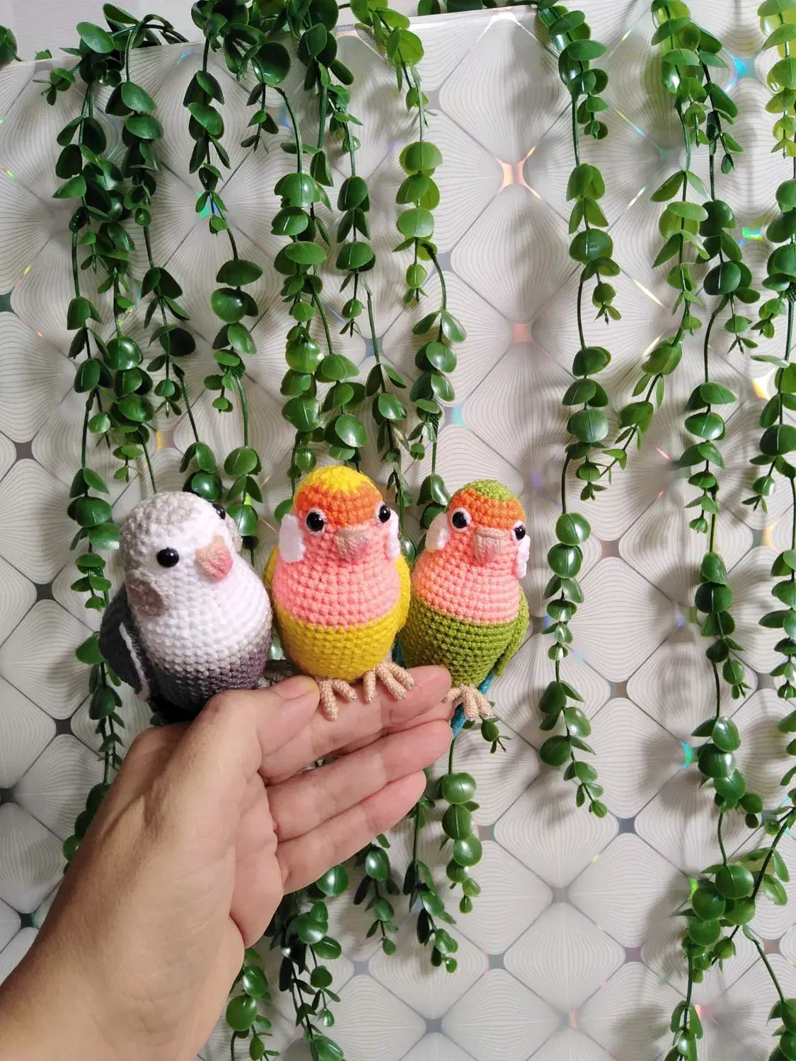 طوطی کوتوله بافتنی|کلکسیون و سرگرمی|نیشابور, هفده شهریور|دیوار