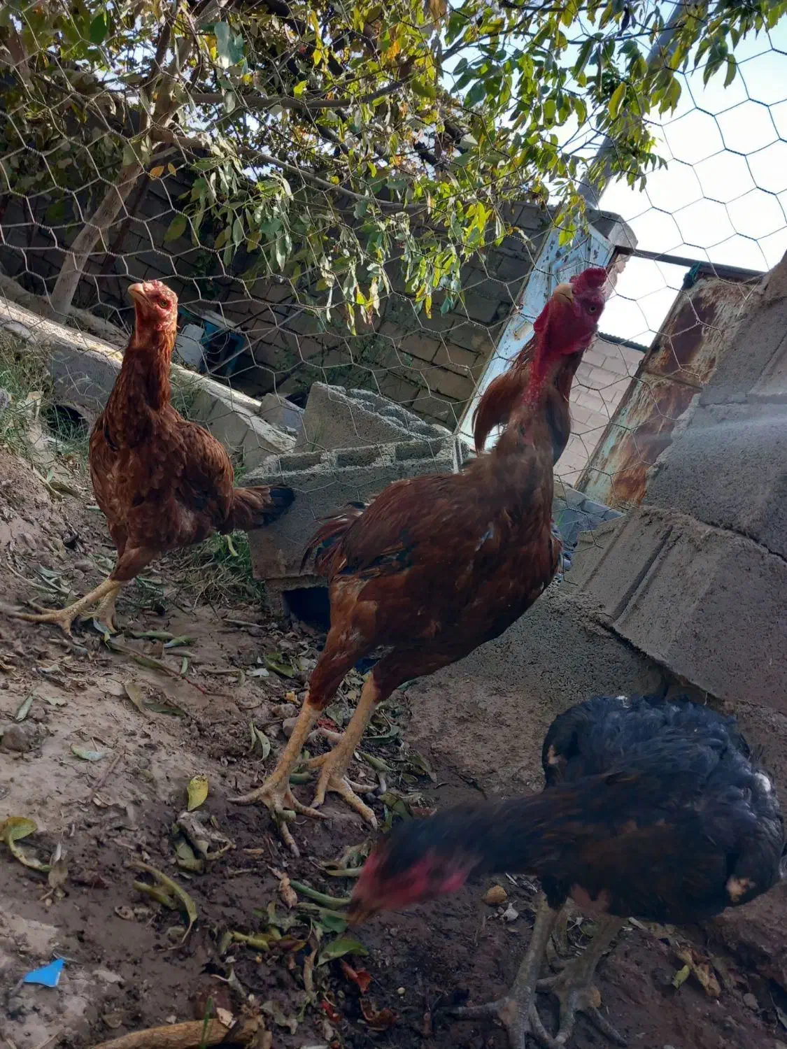 مرغ خروس لاری|حیوانات مزرعه|باخزر, |دیوار