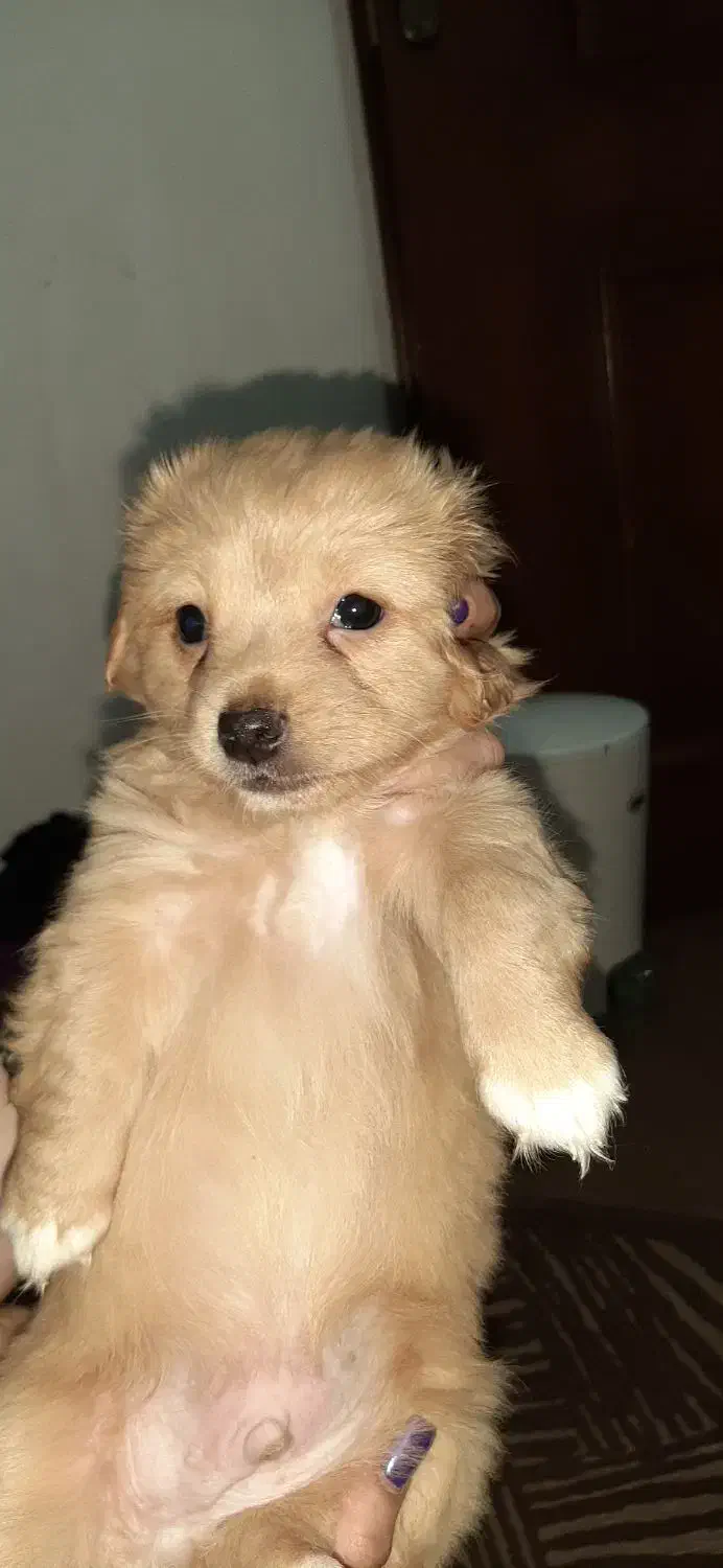 واگذاری توله اشپیتز|سگ|اهواز, گلستان|دیوار