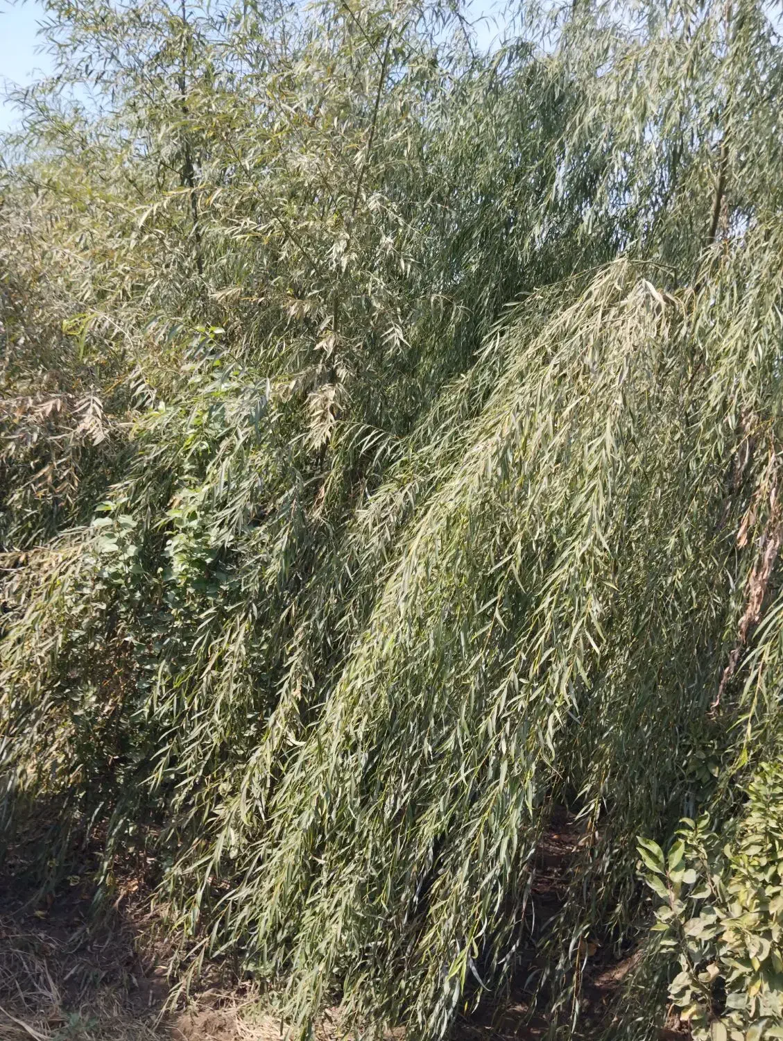 نهالستان صداقت بدون واسطه خرید کنید|عمدهفروشی|خان ببین, |دیوار