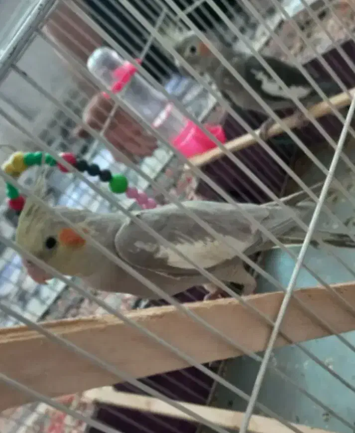 معاوضه عروس هلندی با قناری نر گیلانغرب|پرنده|گیلان غرب, |دیوار