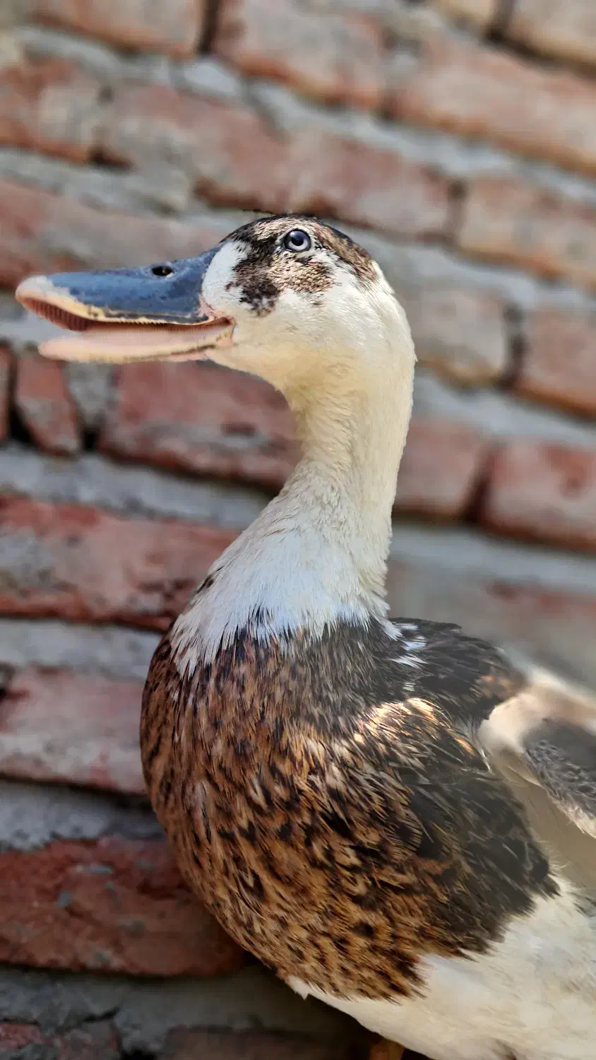 اردک|حیوانات مزرعه|اسکو, |دیوار