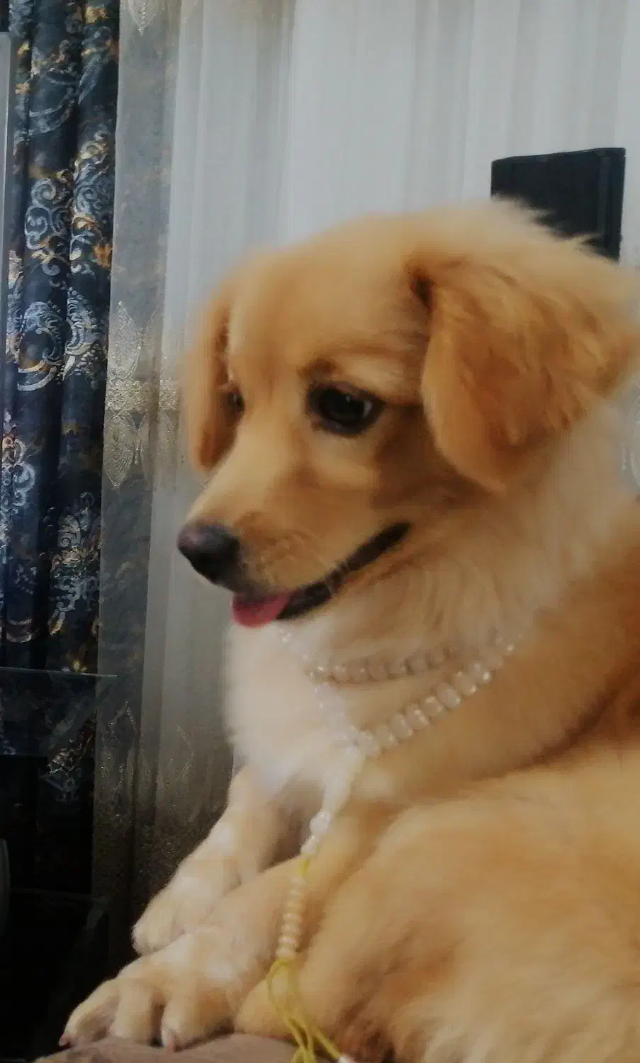 سگ پاکوتاه|سگ|درمیان, |دیوار