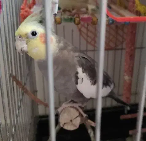 عروس هلندی نر سخنگو|پرنده|لنگرود, |دیوار