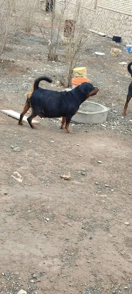 فروش سگ روتوایلر|سگ|سبزوار, قاضی زاد|دیوار