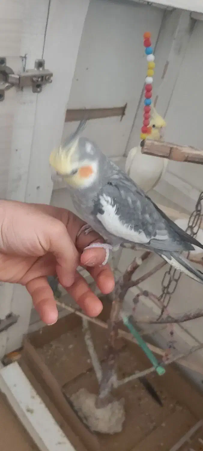 معاوضه|پرنده|ارومیه, |دیوار