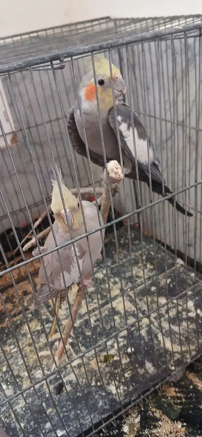 عروس هلندی|پرنده|تربت جام, شهید غلام زاده|دیوار