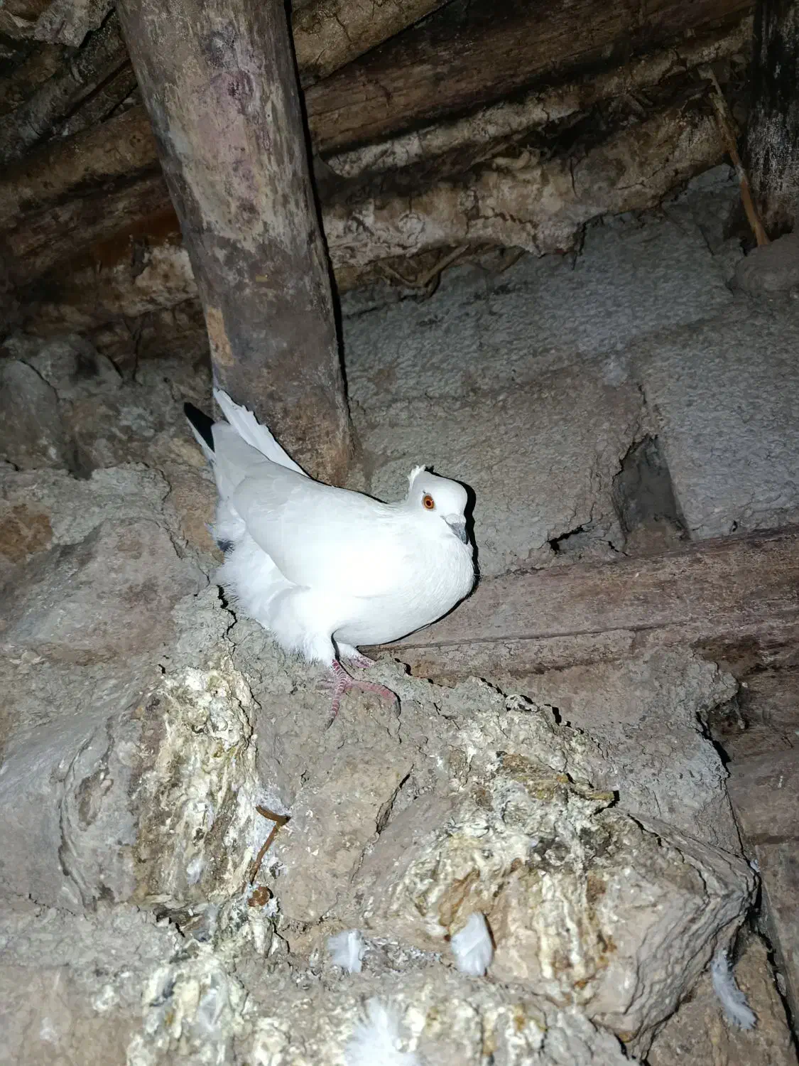 قیمت 500تومن|پرنده|ویلکیج, |دیوار