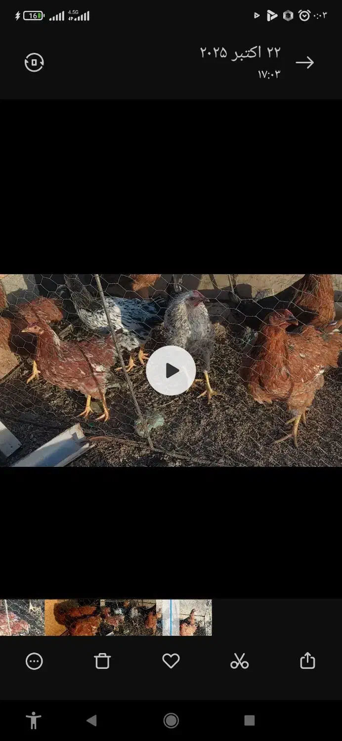 مرغ محلی (گلپایگان)|حیوانات مزرعه|دیواندره, |دیوار