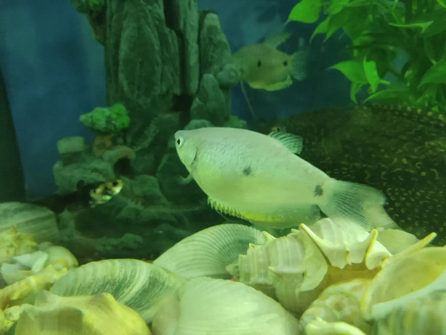 ماهی|ماهی|گرگان, |دیوار