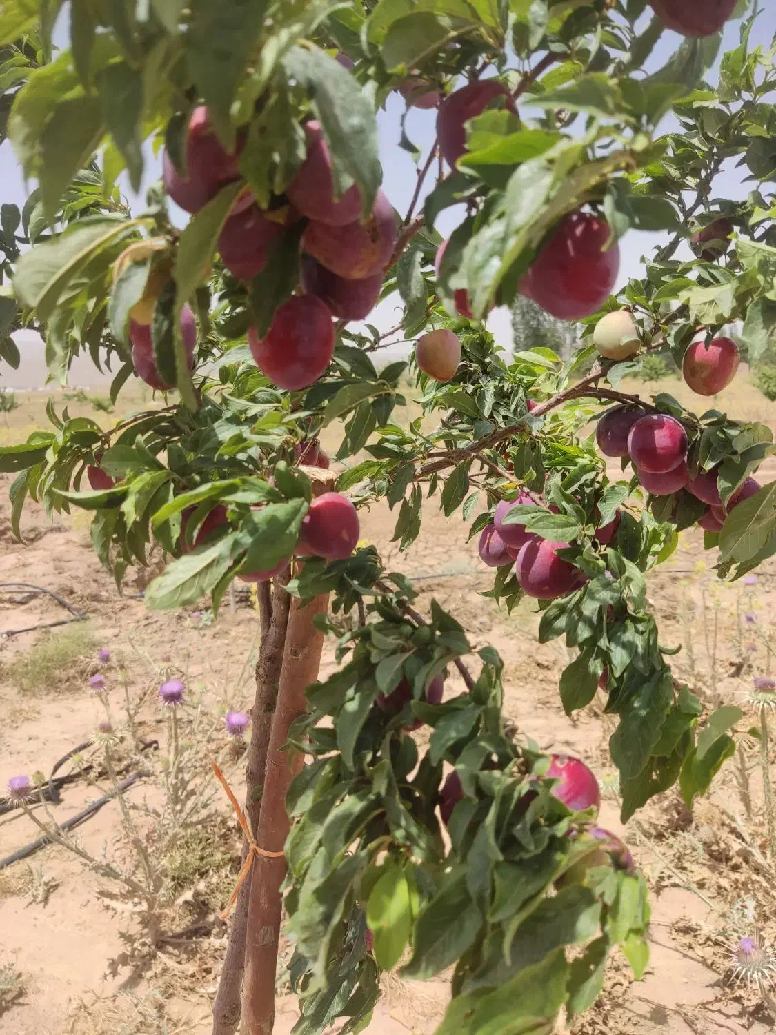 مشاوره  و راهنمایی جهت  خانه دار شدن|فروش آپارتمان|قم, ارم|دیوار