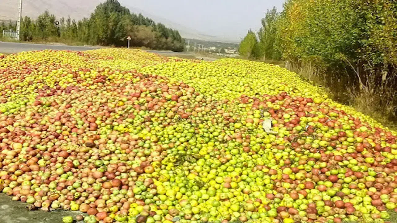 سیب زیر درختی،درجه۳،پادرختی|خدمات باغبانی و درختکاری|مرند, |دیوار