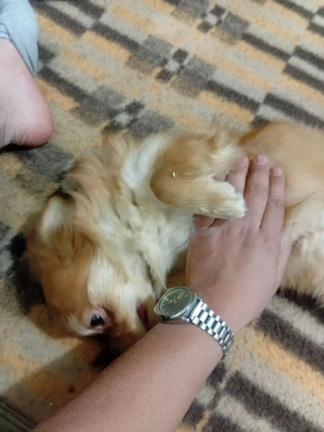 توله سگ|سگ|شیراز, شیشهگری|دیوار