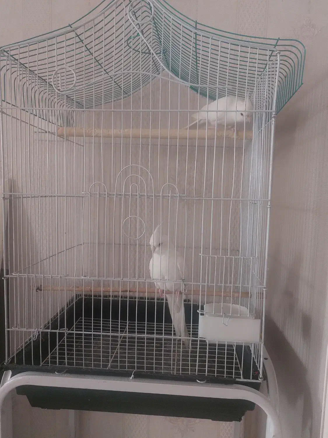 عروس هلندی البینو نر|پرنده|تهران, کوی بیمه|دیوار