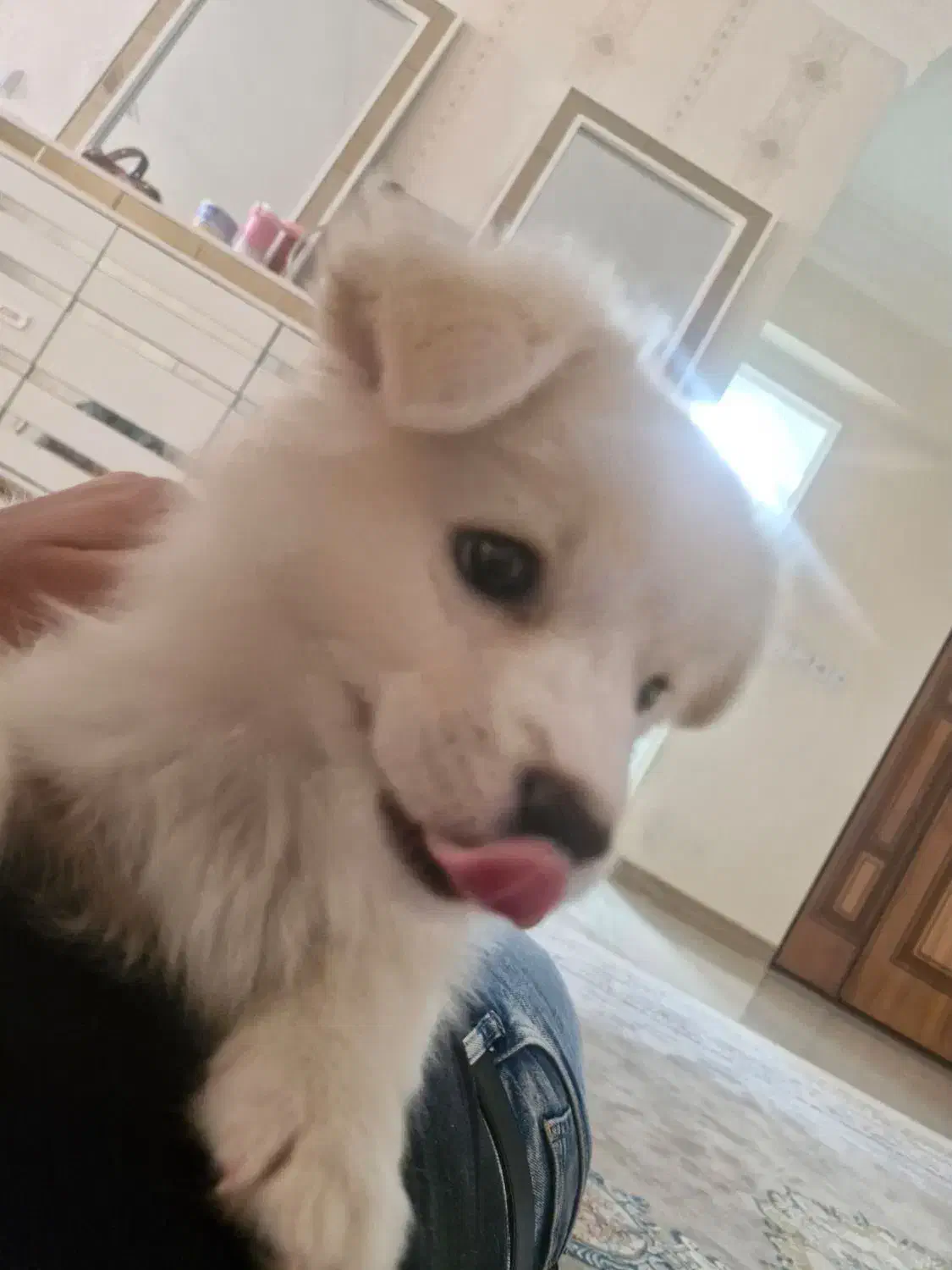 سگ خانگی|سگ|تاکستان, |دیوار