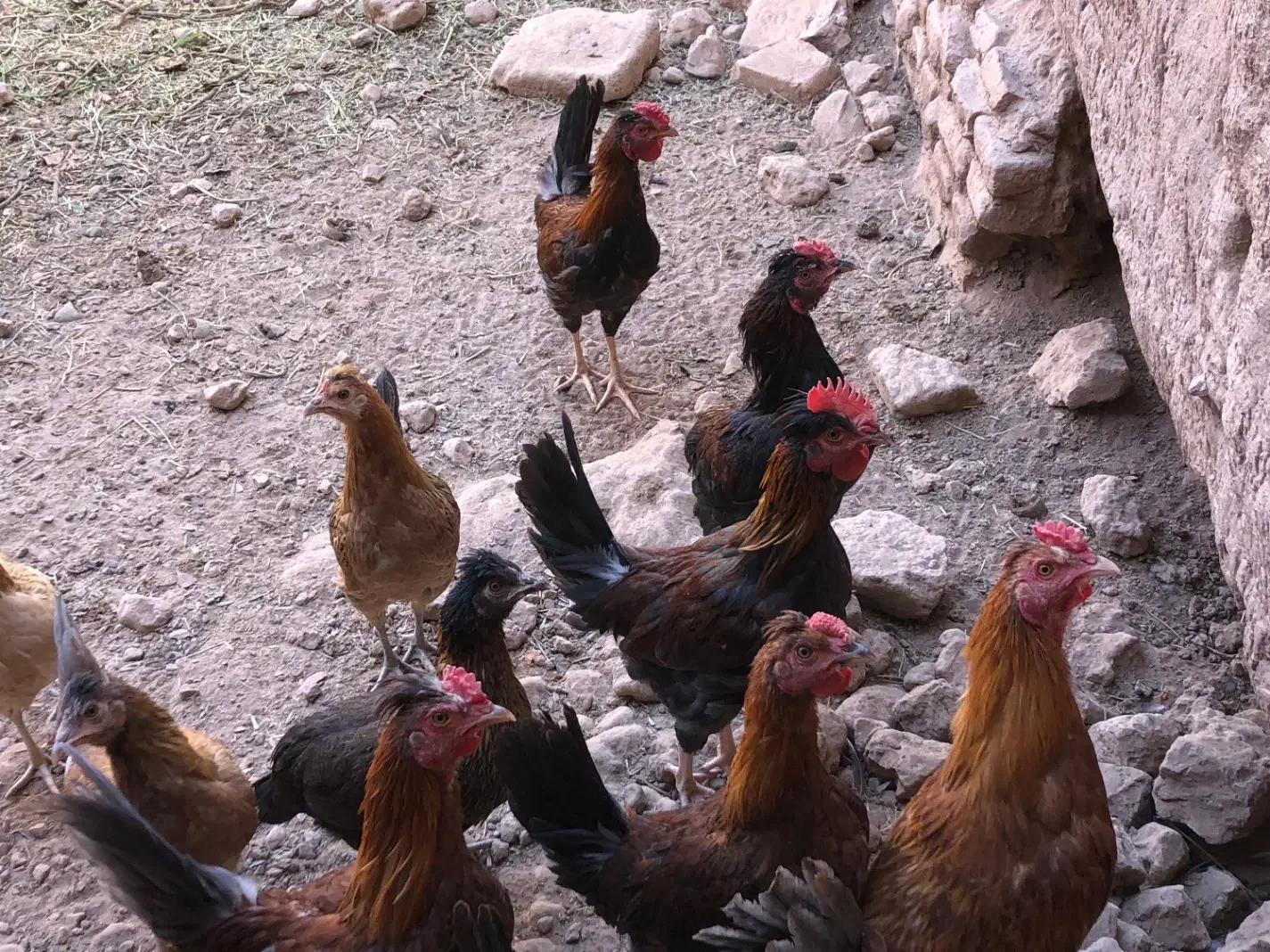 مرغ و خروس محلی|حیوانات مزرعه|راین, |دیوار