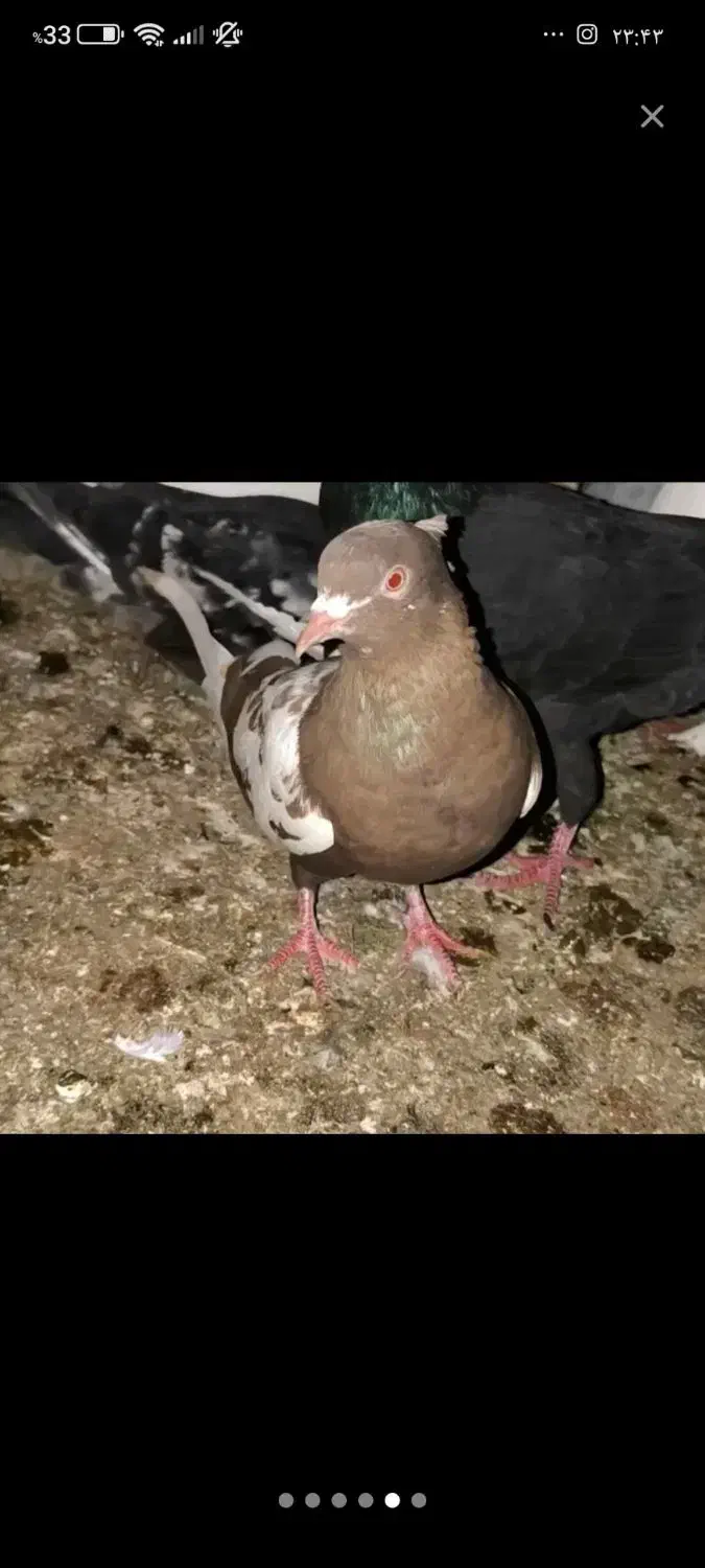 تعدادی کفتر|پرنده|یزد, |دیوار