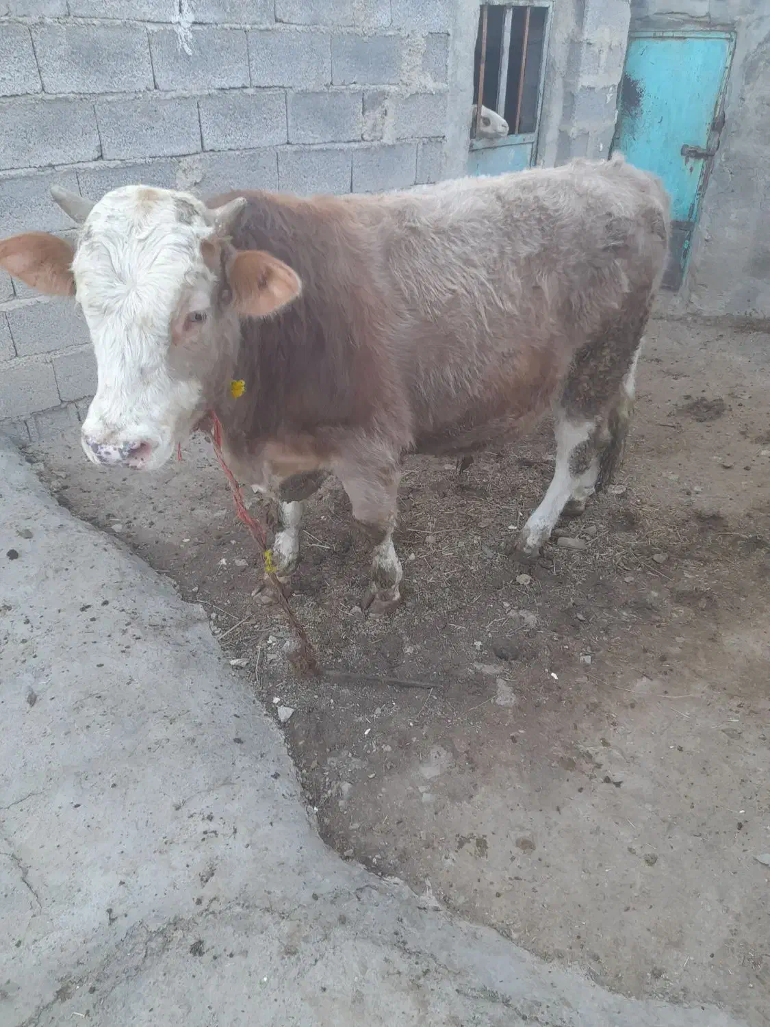 حیوانات مز رعه|حیوانات مزرعه|قروه, |دیوار