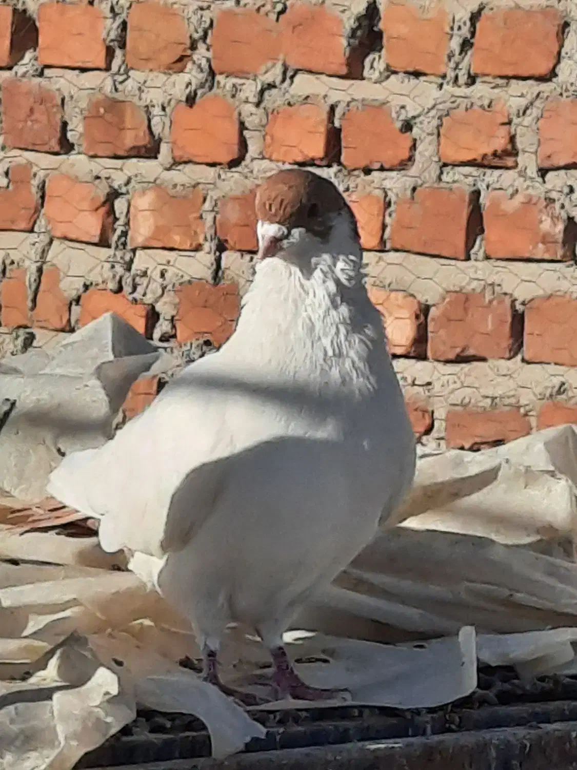 فروشی موقعیت خاش|پرنده|خاش, |دیوار