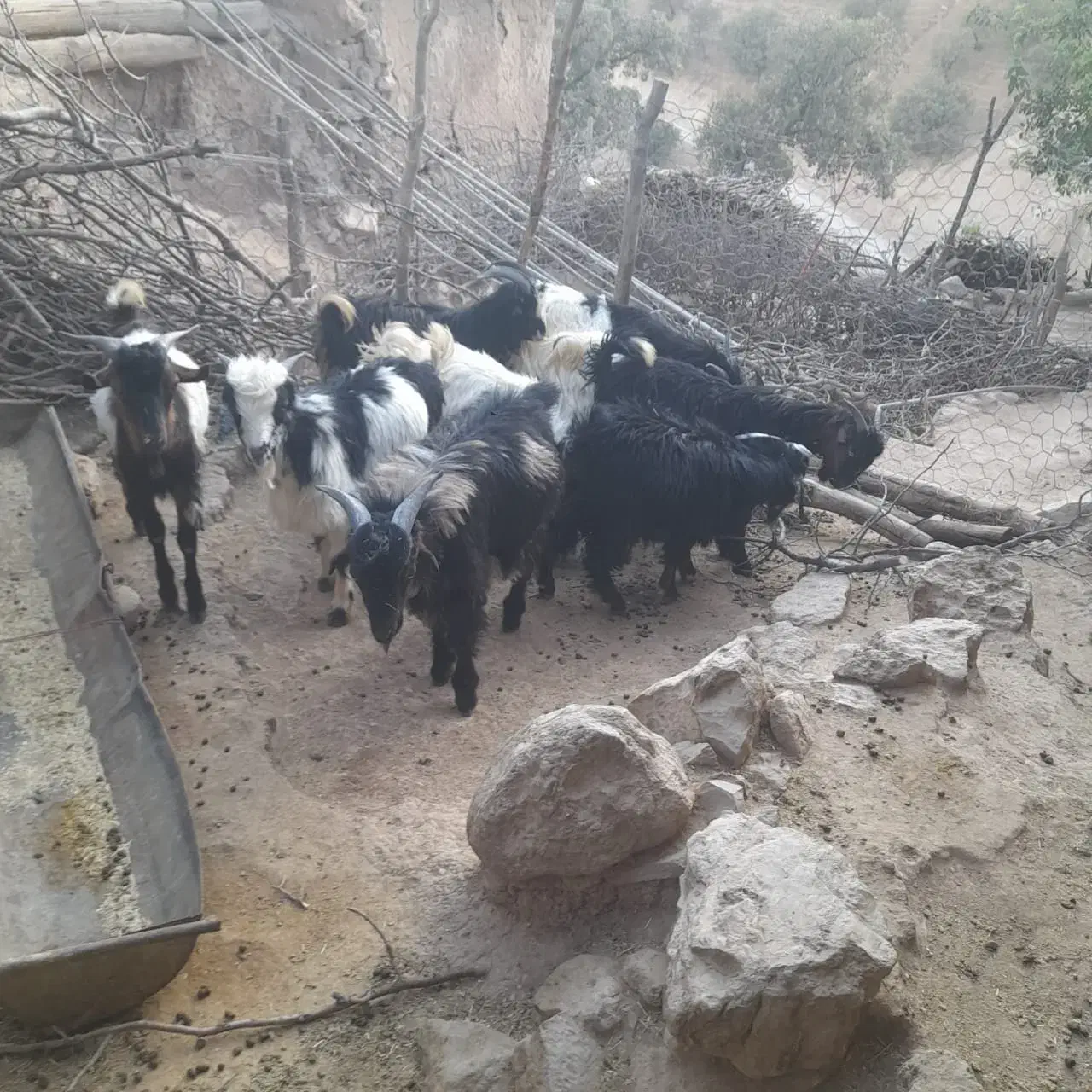 ۹راس بزغاله نر،جفتی ۵۰تا۵۵ کیلو هستن|حیوانات مزرعه|پاپی, |دیوار