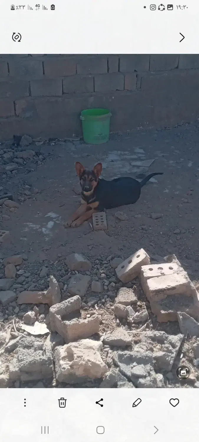 ورکلاین ماده شا توله ۵ ماه زرنگ و حرف گوشکن|سگ|نیشابور, هفده شهریور|دیوار