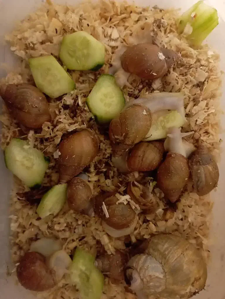 تعدادی حلزون|خزنده|شیراز, فخرآباد (دروازه کازرون)|دیوار