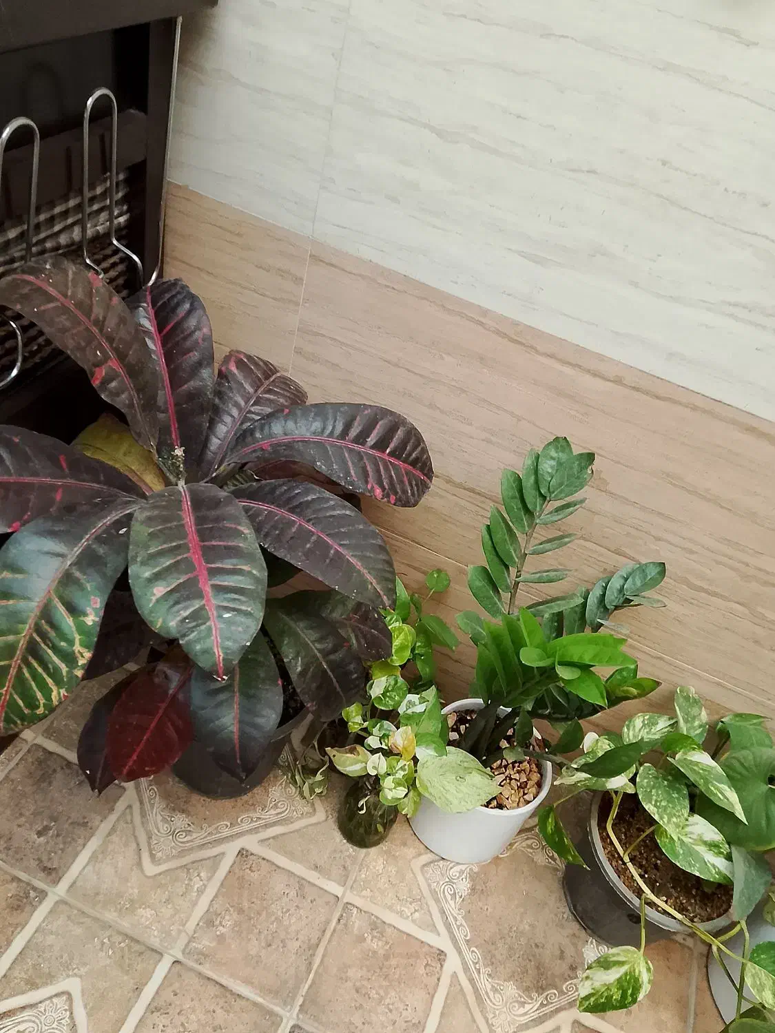 گل اپارتمانی|گل و گیاه طبیعی|نیشابور, شهید بهشتی|دیوار