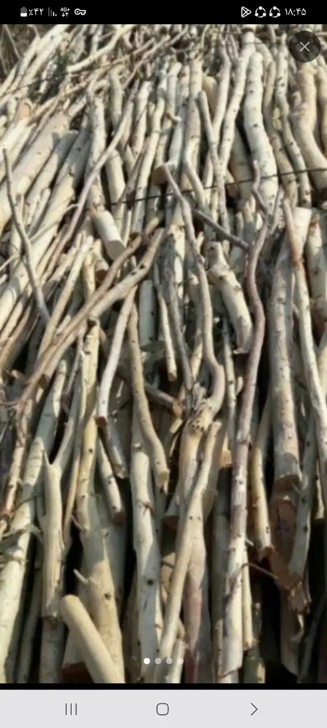 خریدچوب تر وخشک|خدمات باغبانی و درختکاری|بروجرد, |دیوار