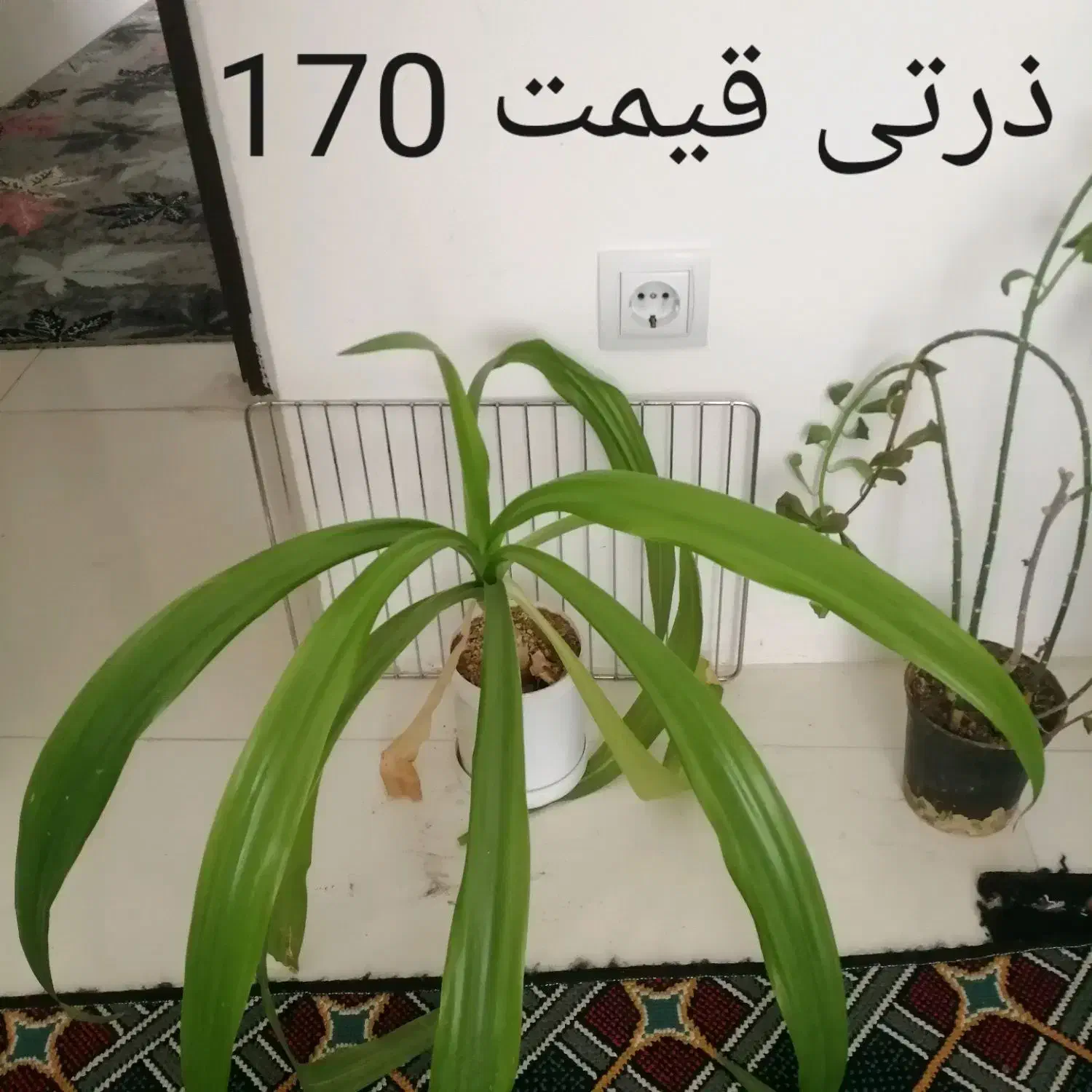 گلهای طبیعی بدلیل اسباب کشی، بلوار طلاییه|گل و گیاه طبیعی|شیراز, میانرود|دیوار