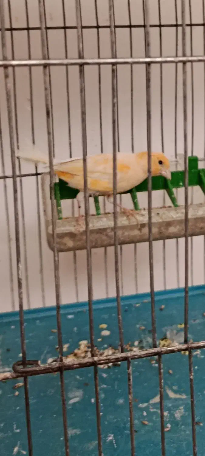 دو عدد قناری ماده زیبا وسلامت|پرنده|شاهرود, |دیوار