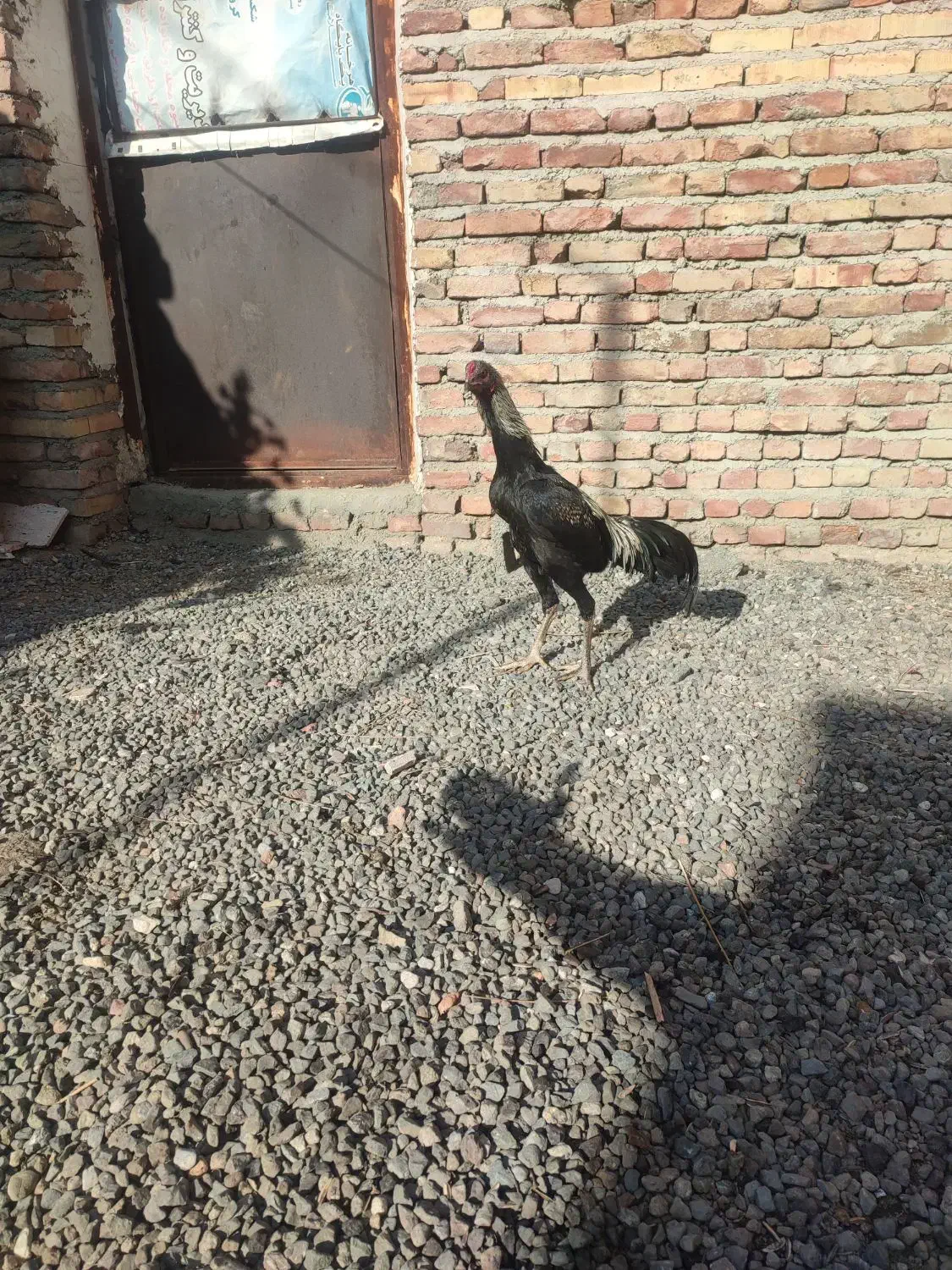 بچه لاری هفت ماهه با دنگ بالا|حیوانات مزرعه|سلماس, |دیوار