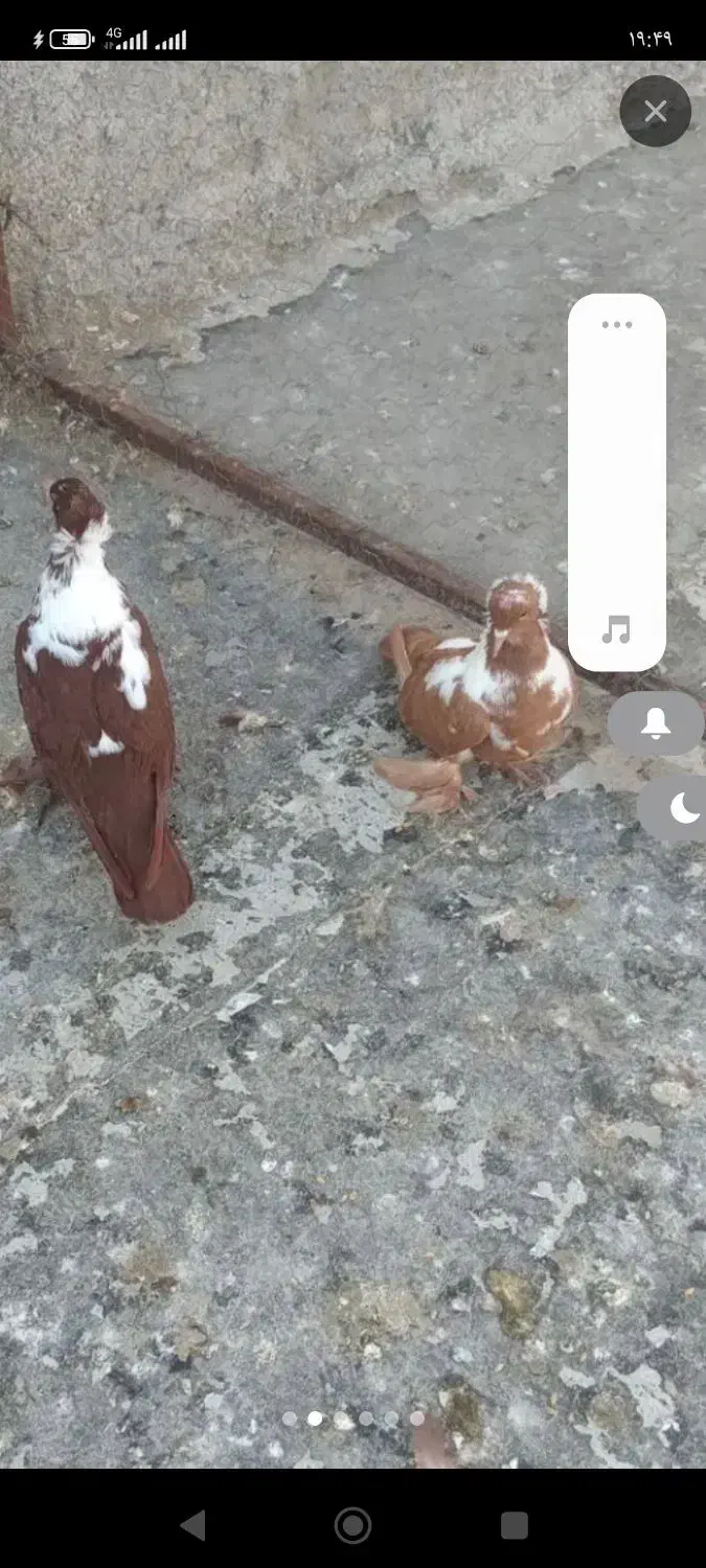 ککیلی|پرنده|اردبیل, |دیوار