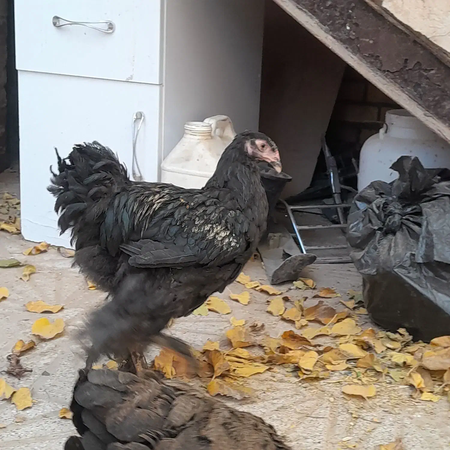 نیمچه و مرغ برهما پاتریچ و بلک|حیوانات مزرعه|تربت جام, جامی|دیوار