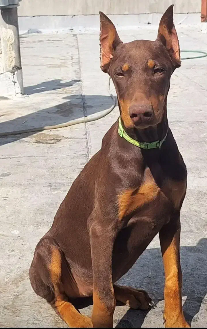 دوبرمن خالص بلوطی واکسی پدرمادر اصیل شاه توله|سگ|بروجرد, |دیوار