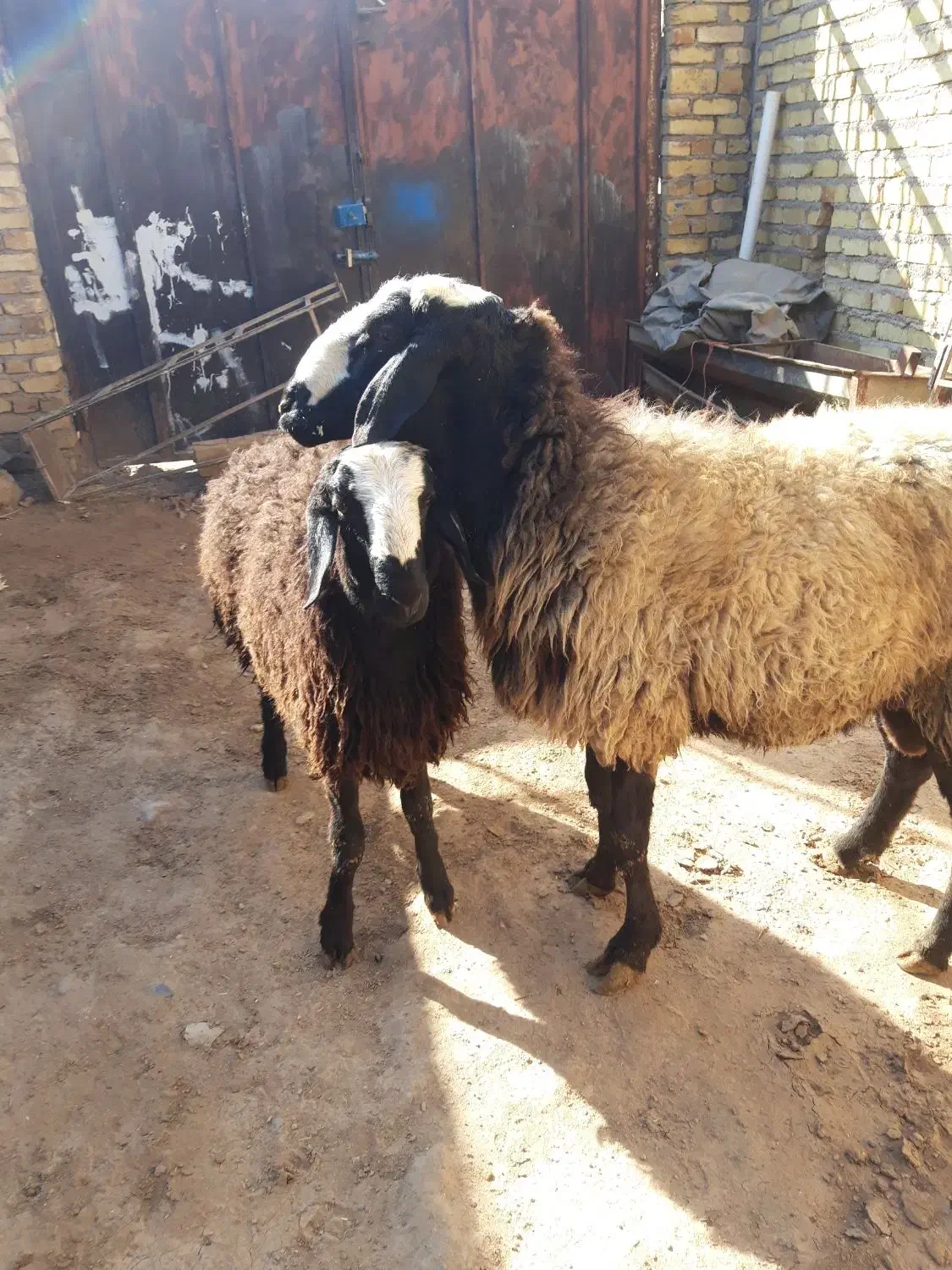 بز و بزغاله جوان .گوسفند وشیشک چاق|حیوانات مزرعه|قزوین, |دیوار