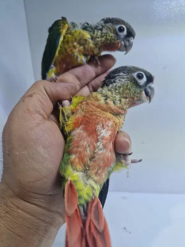 فروش جوجه گرینچیک یلوساید سوپر رد رام|پرنده|کرمان, |دیوار