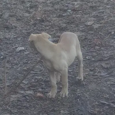 توله سگ|سگ|آسارا, |دیوار