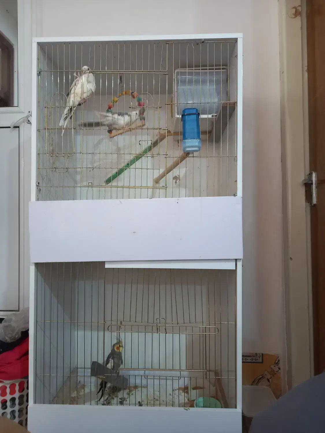 عروس هلندی|پرنده|ماکو, |دیوار