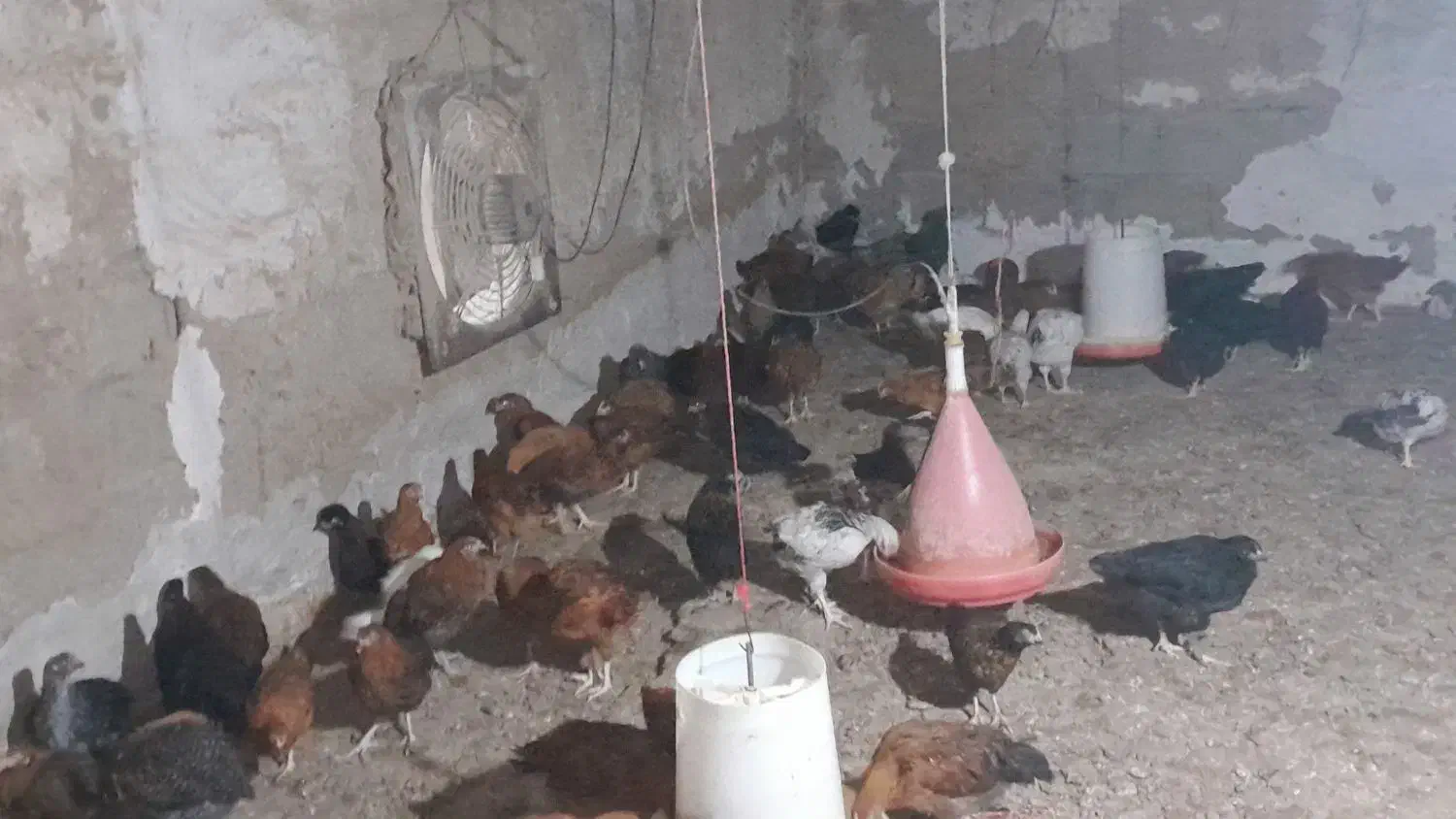 فروش نمچه مرغ و خروس محلی|حیوانات مزرعه|رودسر, |دیوار