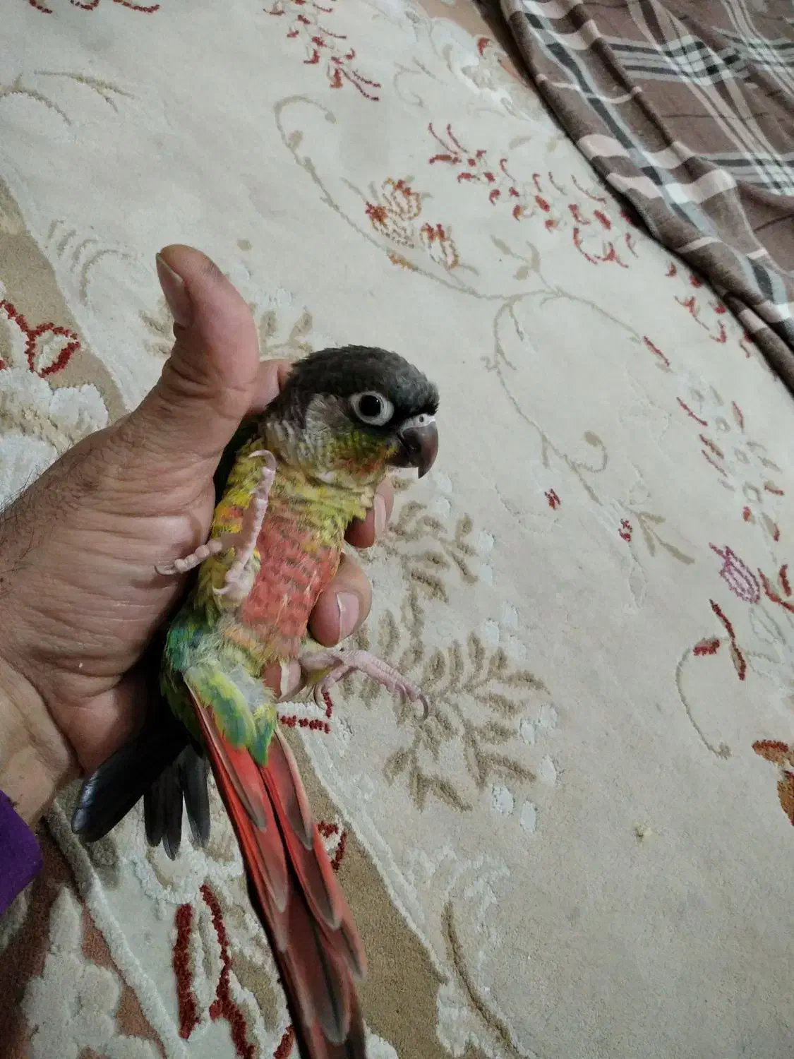 گرینچیک دستی|پرنده|تهران, افسریه جنوبی|دیوار