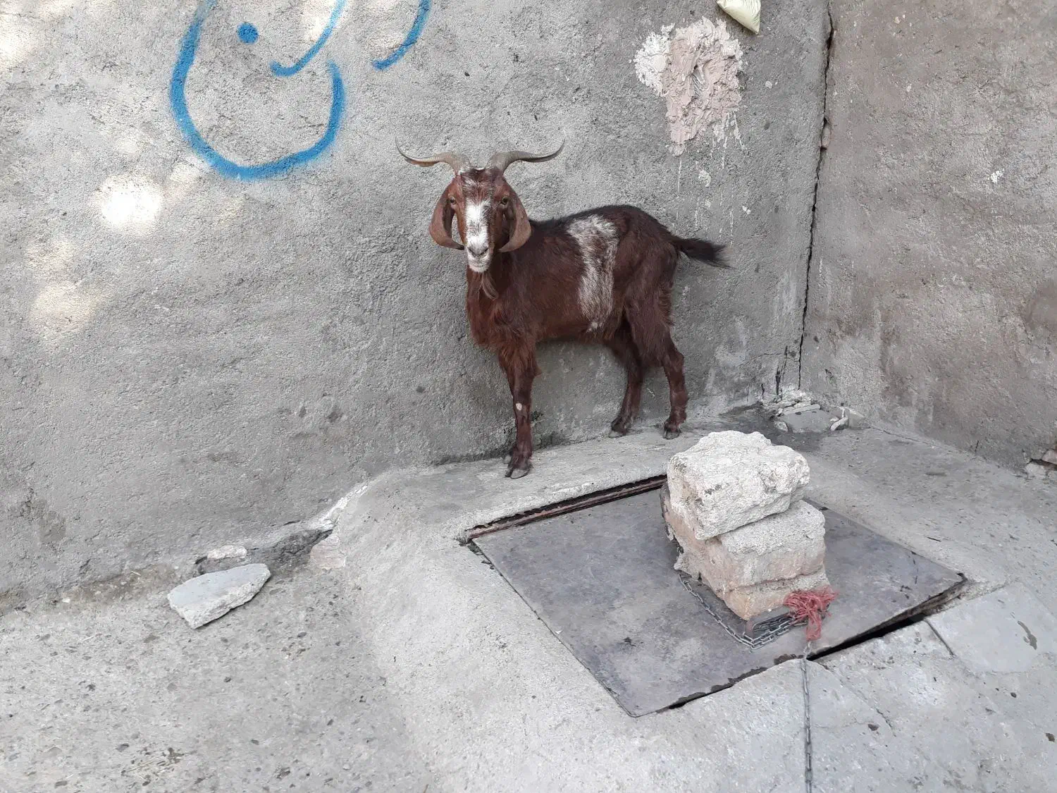 یک عدد بز سالم|حیوانات مزرعه|بروجرد, |دیوار