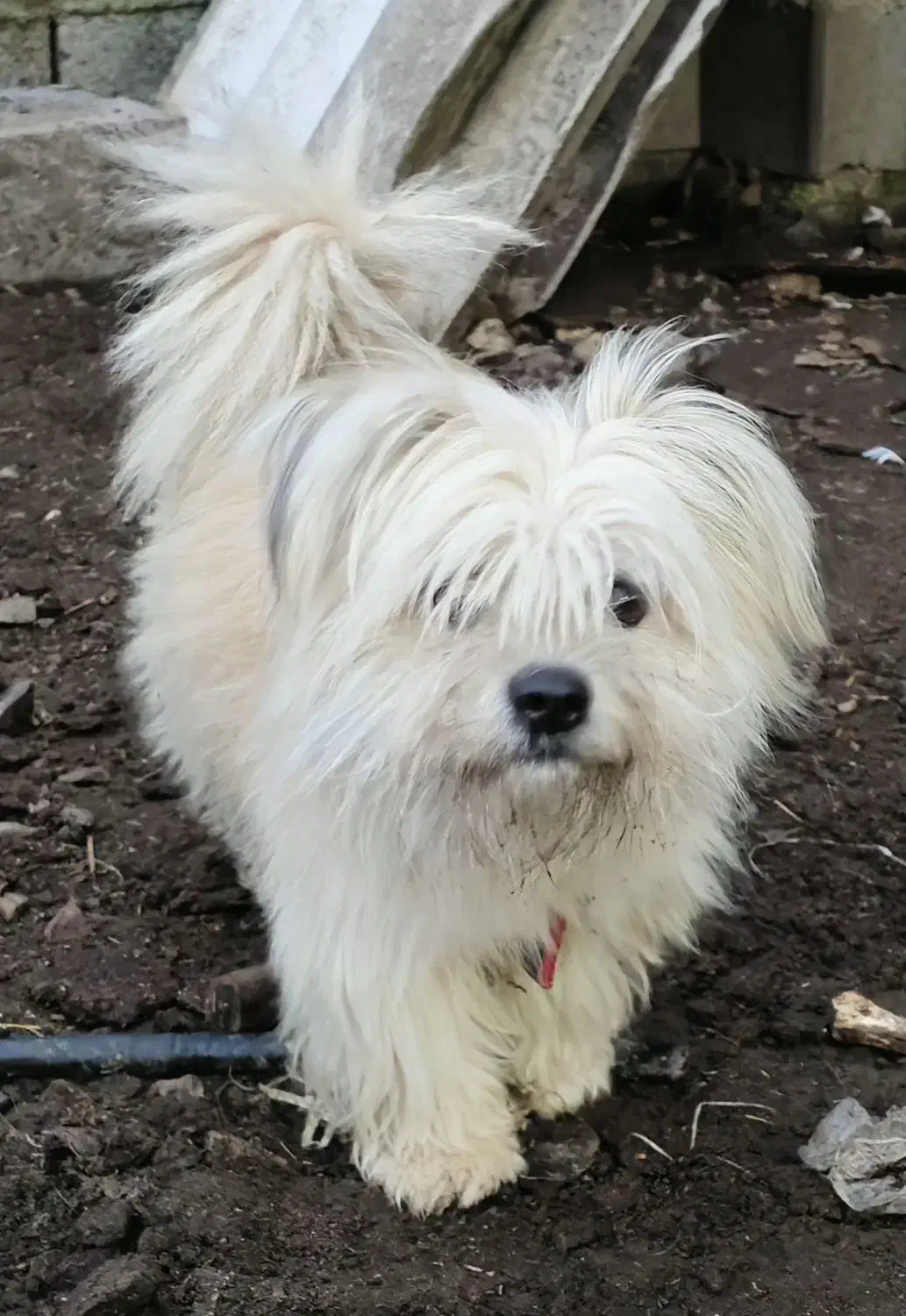 سگ پاکوتاه تریر|سگ|نور, |دیوار