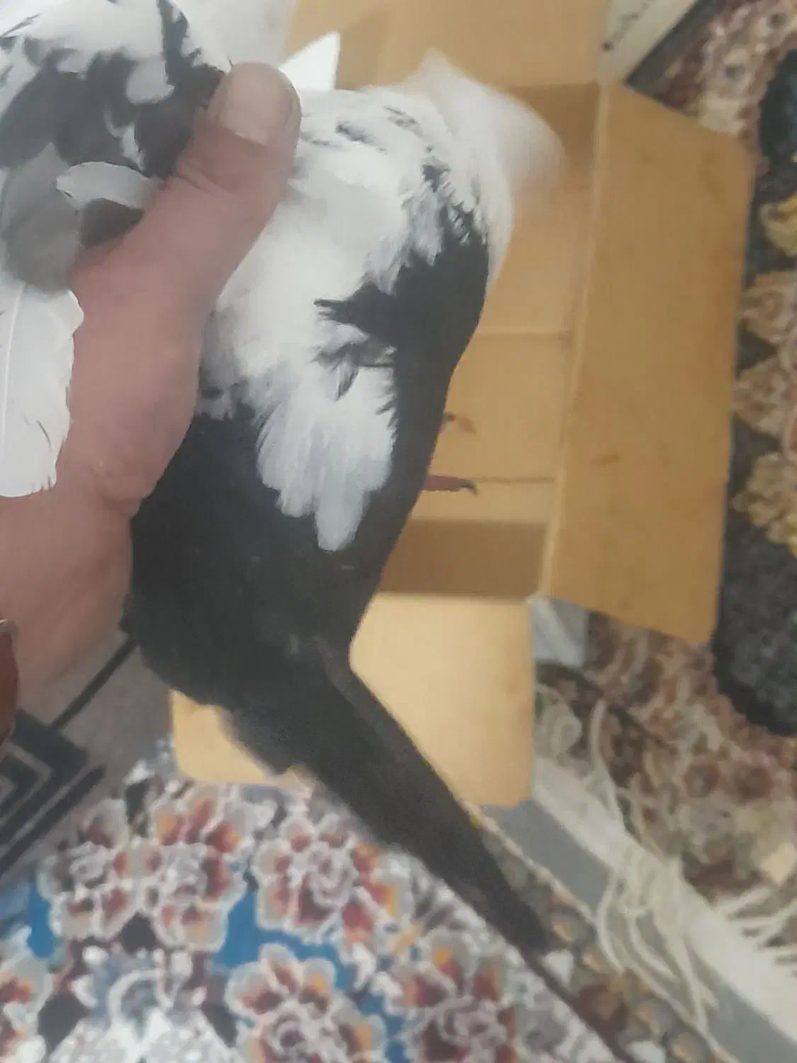 دوتا‌نردرجه یک|پرنده|بیرانوند, |دیوار