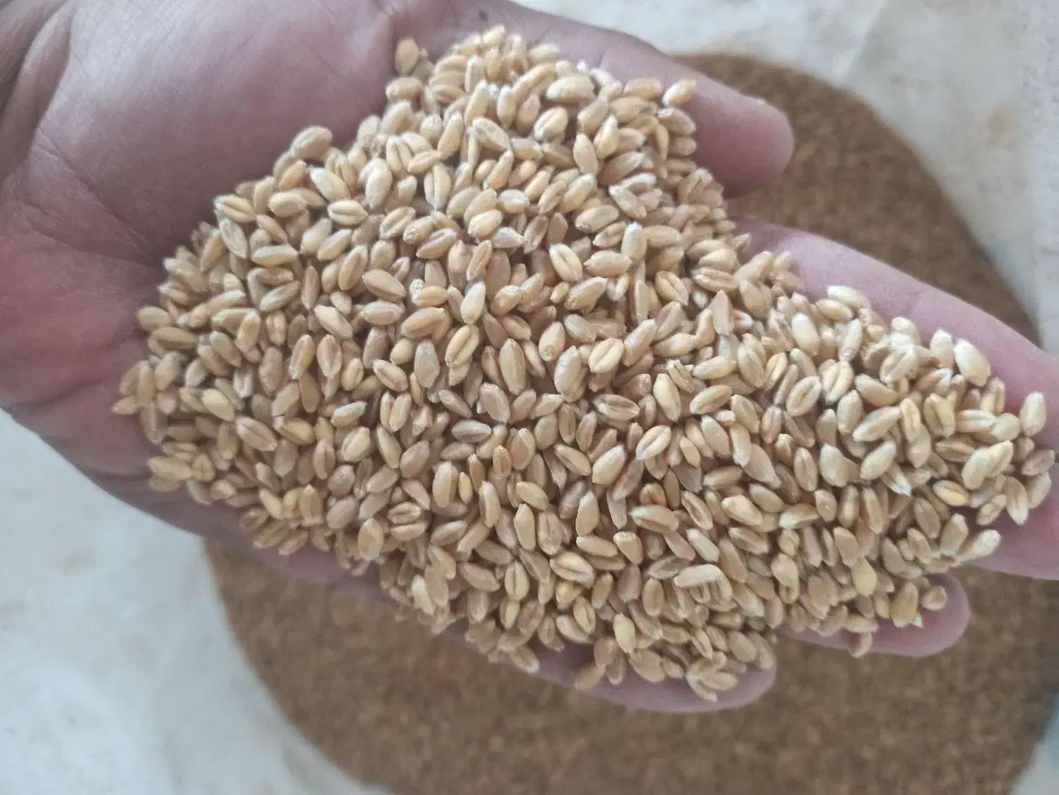 گندم آبی بذری|خدمات باغبانی و درختکاری|نورآباد, |دیوار